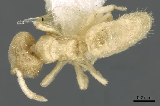 Acropyga inezae specimen CASENT0906269 image casent0906269_1