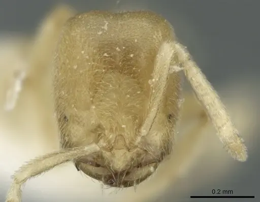 Acropyga inezae specimen CASENT0906269 image casent0906269_2