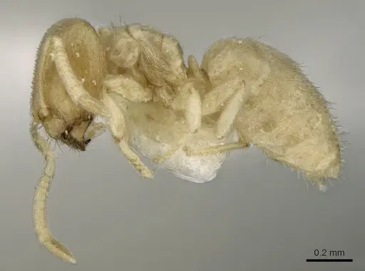 Acropyga inezae specimen CASENT0906269 image casent0906269_3