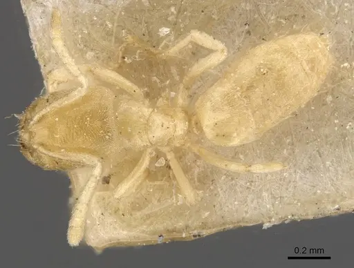 Acropyga inezae specimen CASENT0909909 image casent0909909_1
