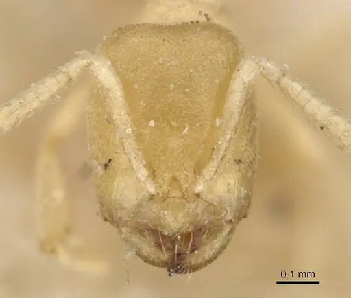 Acropyga inezae specimen CASENT0909909 image casent0909909_2