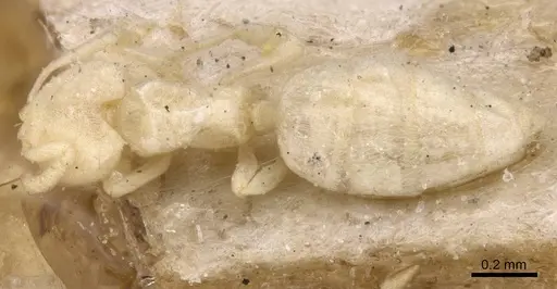 Acropyga inezae specimen CASENT0912351 image casent0912351_1