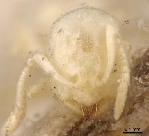 Acropyga inezae specimen CASENT0912351 image casent0912351_2