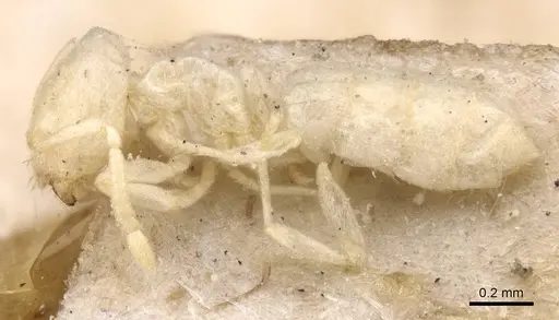 Acropyga inezae specimen CASENT0912351 image casent0912351_3