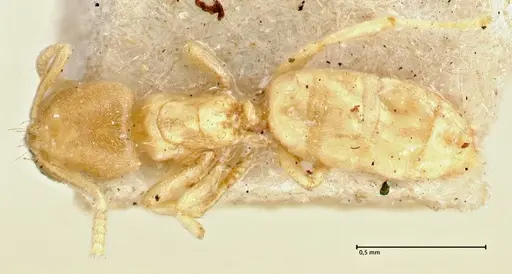 Acropyga inezae specimen FOCOL2961 image focol2961_1
