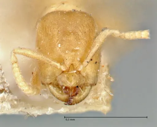Acropyga inezae specimen FOCOL2961 image focol2961_2