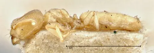 Acropyga inezae specimen FOCOL2961 image focol2961_3