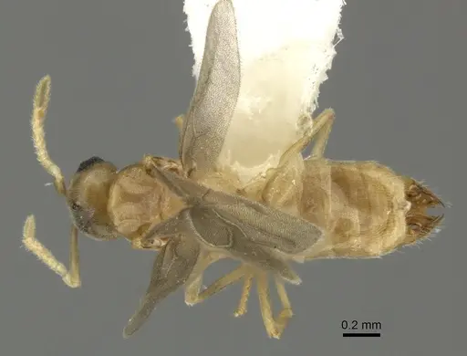 Acropyga keira specimen CASENT0619182 image casent0619182_1