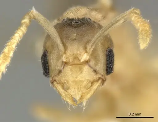 Acropyga keira specimen CASENT0619182 image casent0619182_2