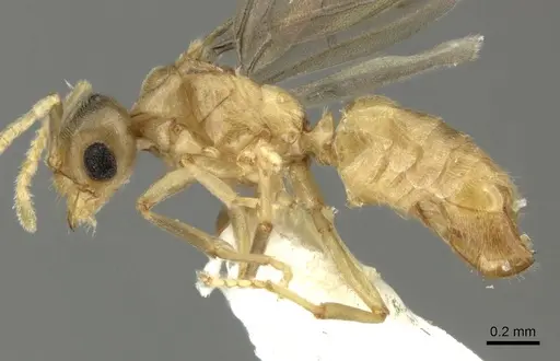 Acropyga keira specimen CASENT0619182 image casent0619182_3