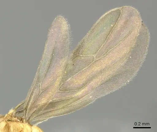 Acropyga keira specimen CASENT0619182 image casent0619182_4