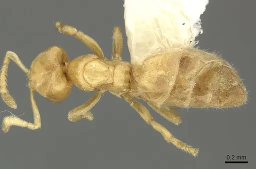 Acropyga keira specimen INBIOCRI001238061 image inbiocri001238061_1