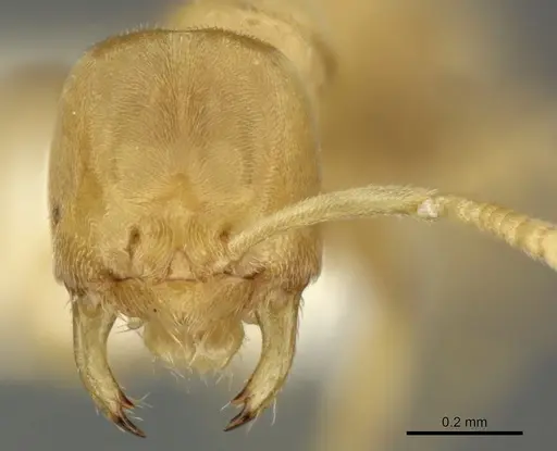 Acropyga keira specimen INBIOCRI001238061 image inbiocri001238061_2