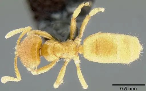 Acropyga lauta specimen CASENT0171066 image casent0171066_1