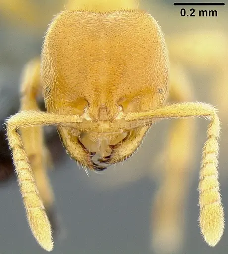 Acropyga lauta specimen CASENT0171066 image casent0171066_2