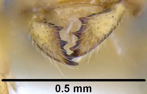 Acropyga lauta specimen CASENT0171066 image casent0171066_3