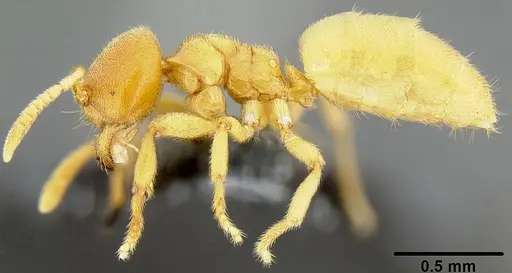 Acropyga lauta specimen CASENT0171066 image casent0171066_4