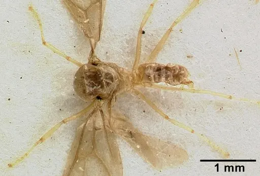 Acropyga major specimen CASTYPE06983 image castype06983_1
