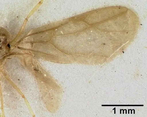 Acropyga major specimen CASTYPE06983 image castype06983_2