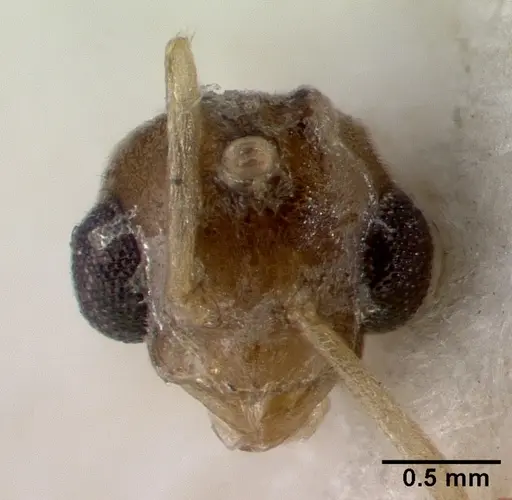 Acropyga major specimen CASTYPE06983 image castype06983_3