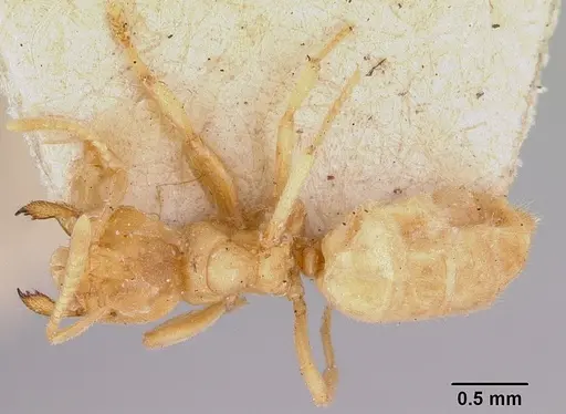 Acropyga myops specimen CASENT0172016 image casent0172016_1