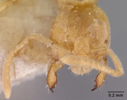 Acropyga myops specimen CASENT0172016 image casent0172016_2