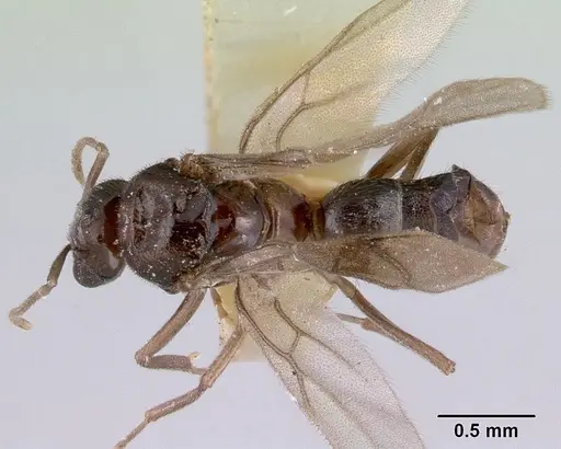 Acropyga myops specimen CASENT0172017 image casent0172017_1