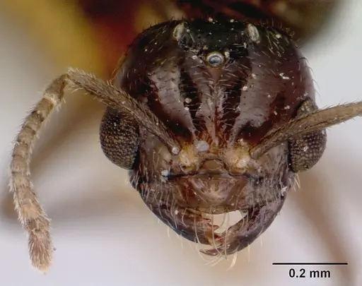 Acropyga myops specimen CASENT0172017 image casent0172017_2