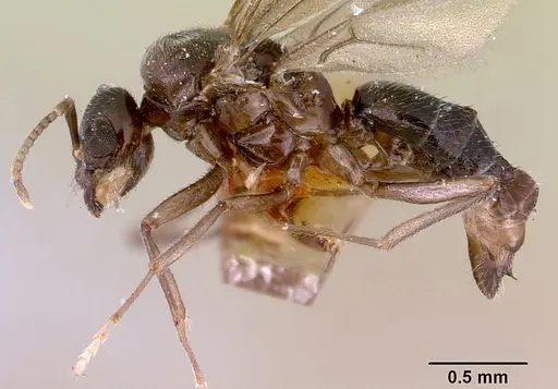 Acropyga myops specimen CASENT0172017 image casent0172017_3