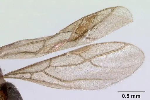 Acropyga myops specimen CASENT0172017 image casent0172017_4