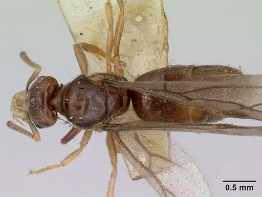 Acropyga myops specimen CASENT0172018 image casent0172018_1