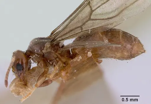 Acropyga myops specimen CASENT0172018 image casent0172018_3