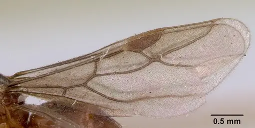 Acropyga myops specimen CASENT0172018 image casent0172018_4