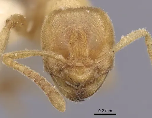 Acropyga myops specimen CASENT0249912 image casent0249912_2