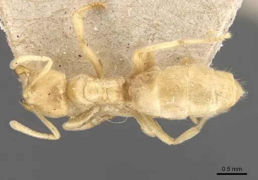 Acropyga myops specimen CASENT0909906 image casent0909906_1