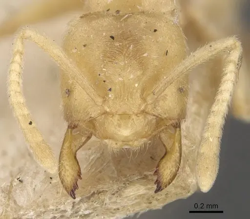 Acropyga myops specimen CASENT0909906 image casent0909906_2
