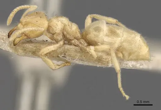 Acropyga myops specimen CASENT0909906 image casent0909906_3