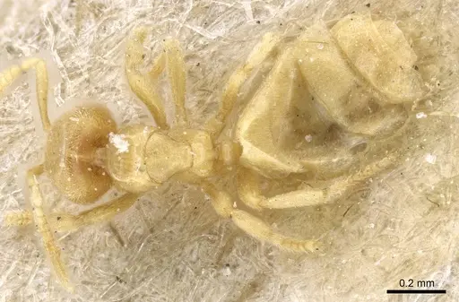 Acropyga oceanica specimen CASENT0905162 image casent0905162_1