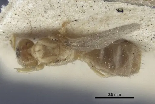Acropyga oceanica specimen CASENT0916669 image casent0916669_1