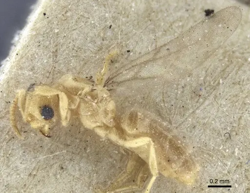 Acropyga oceanica specimen CASENT0916669 image casent0916669_3
