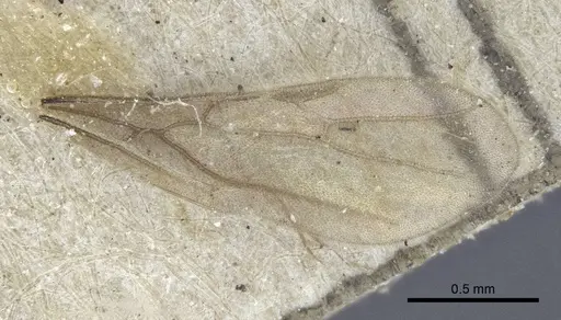 Acropyga oceanica specimen CASENT0916669 image casent0916669_4