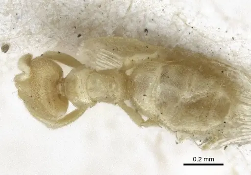 Acropyga oceanica specimen CASENT0916670 image casent0916670_1