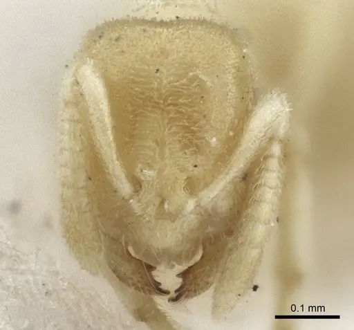 Acropyga oceanica specimen CASENT0916670 image casent0916670_2