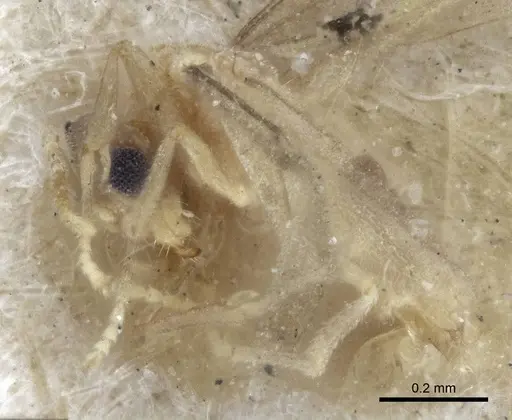 Acropyga oceanica specimen CASENT0916671 image casent0916671_4