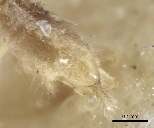 Acropyga oceanica specimen CASENT0916671 image casent0916671_5