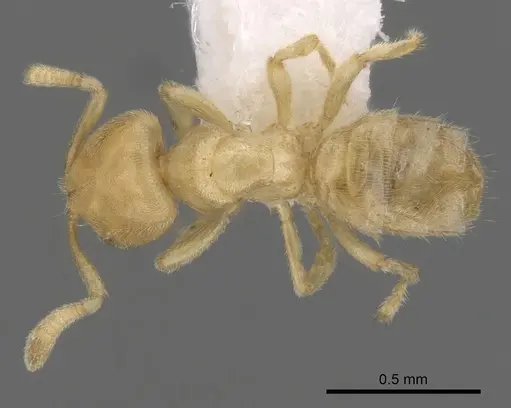 Acropyga pallida specimen CASENT0249913 image casent0249913_1
