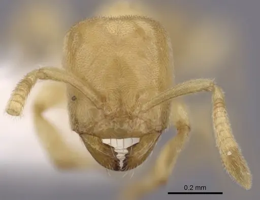 Acropyga pallida specimen CASENT0249913 image casent0249913_2