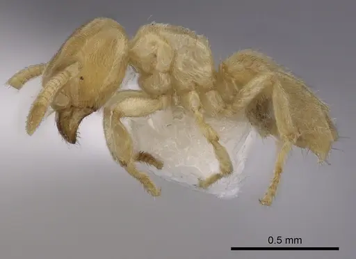 Acropyga pallida specimen CASENT0249913 image casent0249913_3
