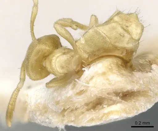 Acropyga pallida specimen CASENT0903176 image casent0903176_1