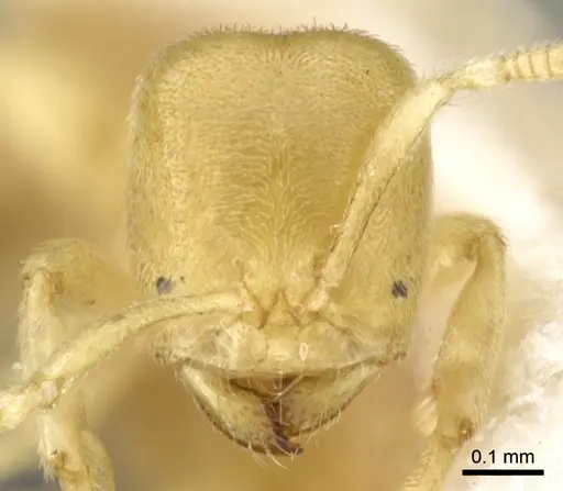 Acropyga pallida specimen CASENT0903176 image casent0903176_2